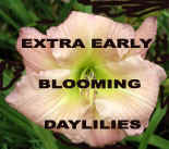 Extra Early Blooming.psd.jpg (33614 bytes)