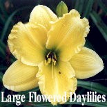 daylilylargeflowered.jpg (11146 bytes)