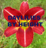 Daylilies_by_Height.jpg (5876 bytes)