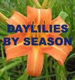 Daylilies by Season.jpg (38908 bytes)
