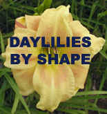 Daylilies by Shape.jpg (36612 bytes)