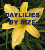 Daylilies by Size.jpg (35901 bytes)