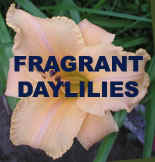 Fragrant Daylilies.jpg (33490 bytes)